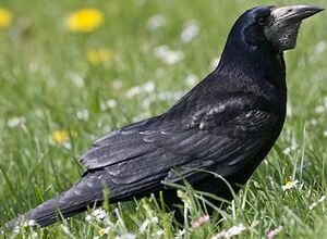 Corbeau freux 
&copy; Herv� Michel
