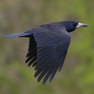Corbeau freux