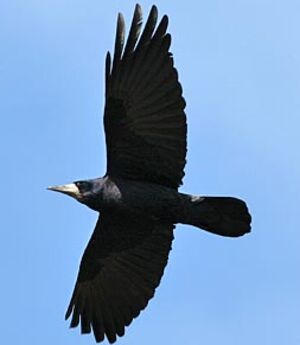 Corbeau freux 
&copy; Herv� Michel