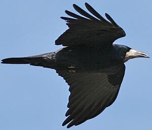 Corbeau freux 
&copy; Herv� Michel