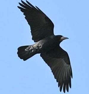 Corbeau freux 
&copy; Herv� Michel