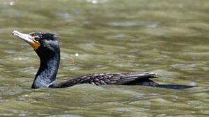 Cormoran à aigrettes