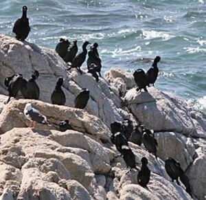 Brandt's Cormorant
