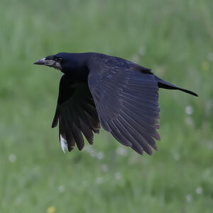 Corneille noire