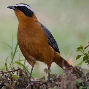 White-browed Robin-Chat
