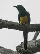African Emerald Cuckoo