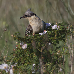 Great Spotted Cuckoo