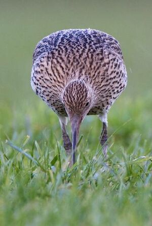 Eurasian Curlew 
&copy; Herv� Michel