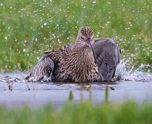 Eurasian Curlew 
&copy; Herv� Michel