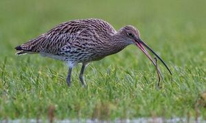 Eurasian Curlew 
&copy; Herv� Michel