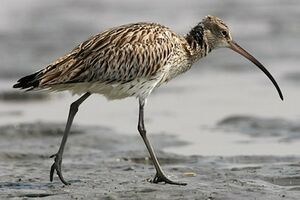 Eurasian Curlew 
&copy; Herv� Michel