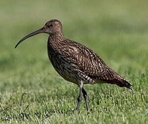Eurasian Curlew 
&copy; Herv� Michel