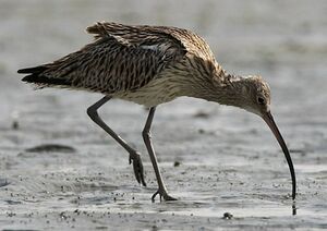 Eurasian Curlew 
&copy; Herv� Michel