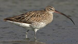 Eurasian Curlew 
&copy; Herv� Michel