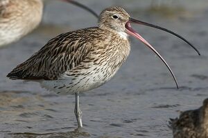 Eurasian Curlew 
&copy; Herv� Michel