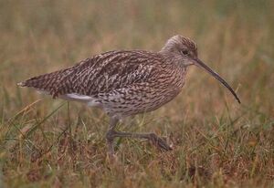 Eurasian Curlew 
&copy; Herv� Michel