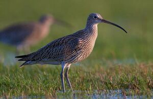 Eurasian Curlew 
&copy; Herv� Michel