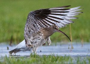 Eurasian Curlew 
&copy; Herv� Michel