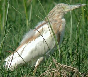 Squacco Heron 
&copy; Herv� Michel