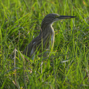 Squacco Heron 
&copy; Herv� Michel
