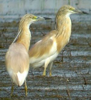 Squacco Heron 
&copy; Herv� Michel