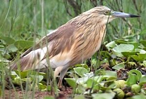 Squacco Heron 
&copy; Herv� Michel