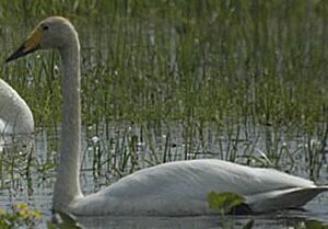 Cygne chanteur
