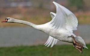 Cygne tubercul�