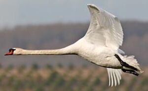 Cygne tubercul�
