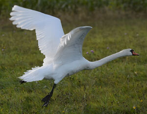 Mute Swan