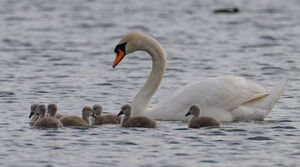 Mute Swan