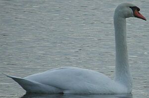 Cygne tubercul�