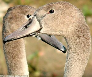 Cygne tubercul�
