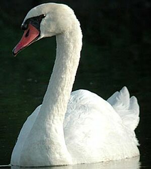 Cygne tubercul�