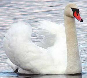 Cygne tubercul�