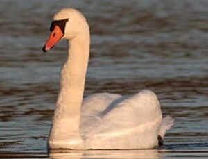 Cygne tubercul�