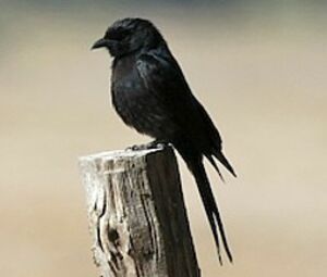 Drongo brillant
