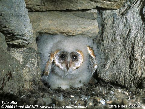 Western Barn Owljuvenile