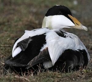 Eider � duvet