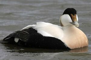 Eider � duvet