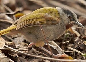 Grey-capped Warbler