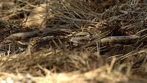 Red-necked Nightjar 
&copy; Herv� Michel
