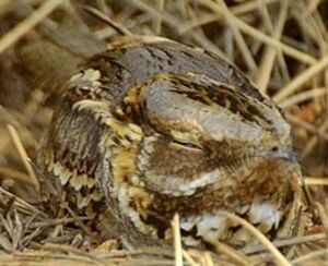 Red-necked Nightjar 
&copy; Herv� Michel