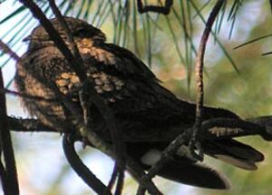 Red-necked Nightjar 
&copy; Herv� Michel