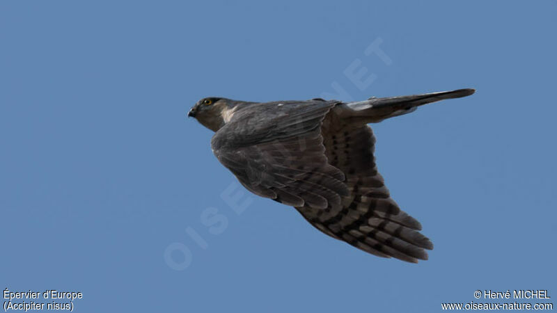 Eurasian Sparrowhawk female adult