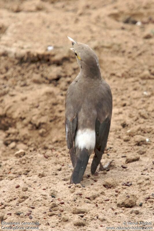 Wattled Starling male adult post breeding