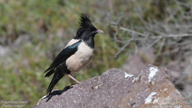 Rosy Starling male adult breeding