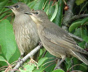 Common Starling