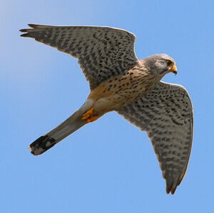 Common Kestrel