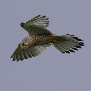 Common Kestrel